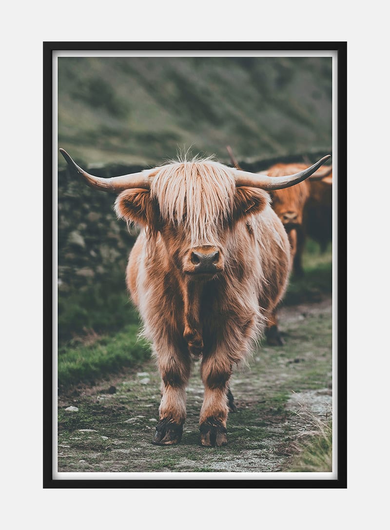 Billede af Highland Cattle on Field Naturplakat